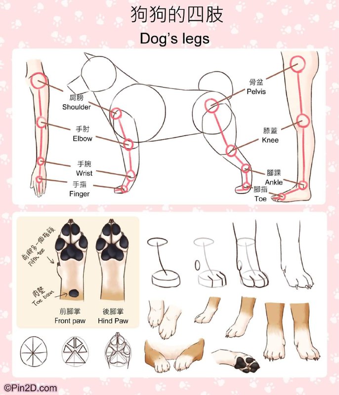 how to draw shiba inuhow to draw shiba inu