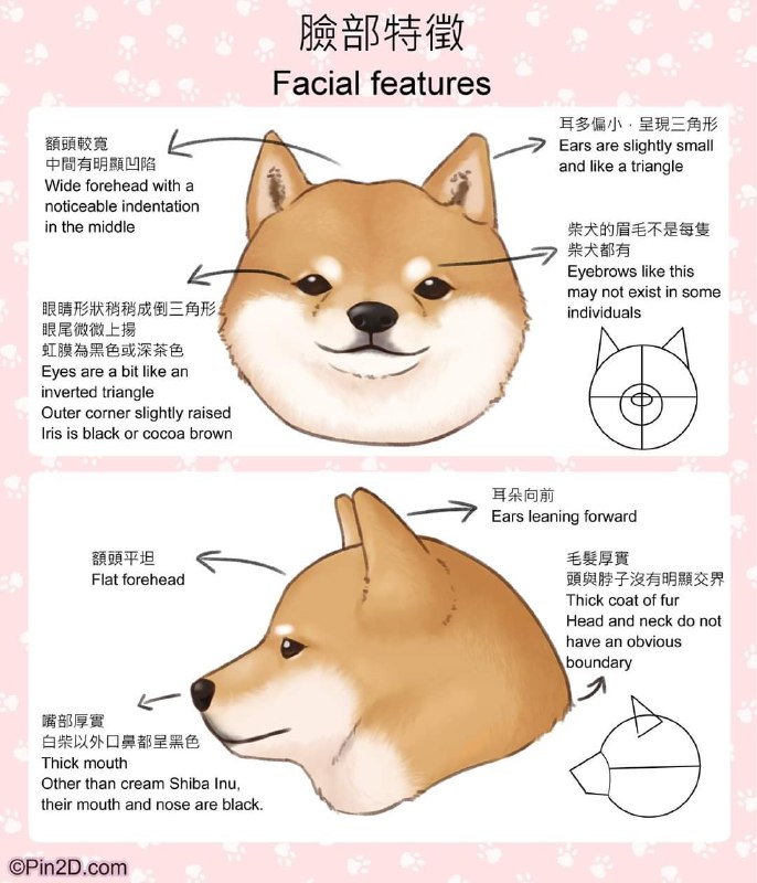 how to draw shiba inuhow to draw shiba inu