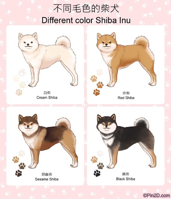 how to draw shiba inuhow to draw shiba inu