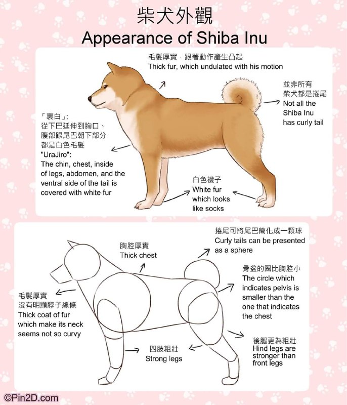 how to draw shiba inuhow to draw shiba inu